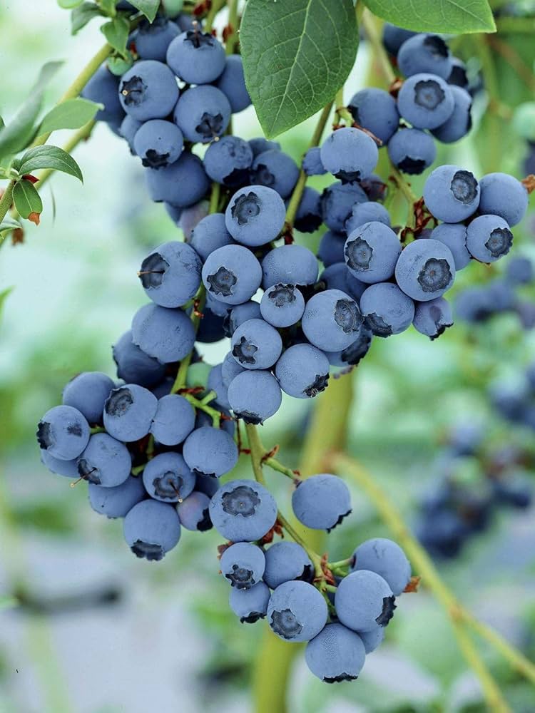 Blueberries